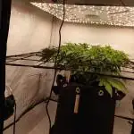 Sex Bud Photo
