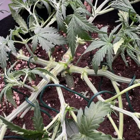 Sour Jealousy Auto