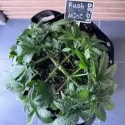 Kush Mint Auto - Super Strains
