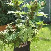 Banana Purple Auto