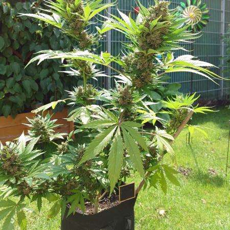 Banana Purple Auto