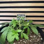 Sticky Broccoli Auto - Eternity Cup 2026