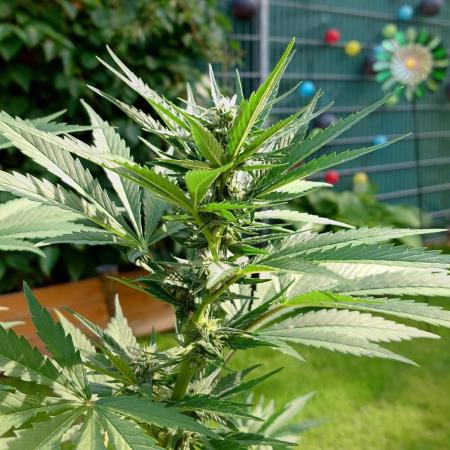 Banana Purple Auto