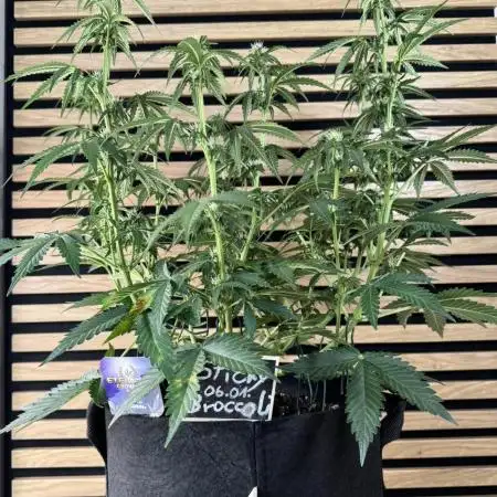 Sticky Broccoli Auto - Eternity Cup 2026