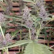 Banana Purple Punch Auto RF3