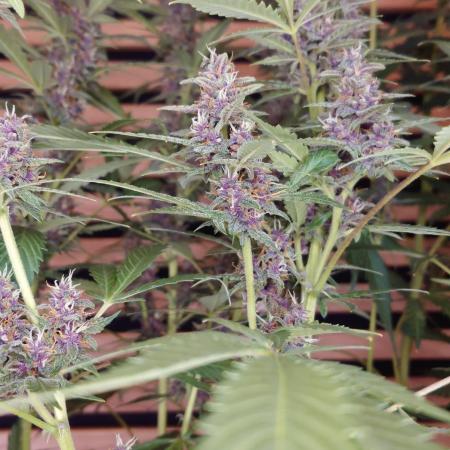Banana Purple Punch Auto RF3