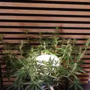 Skywalker OG Auto Indoor