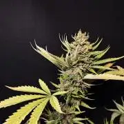 Banana Purple Auto