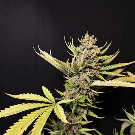 Banana Purple Auto