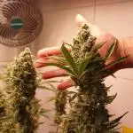 Gorilla Cookies Auto