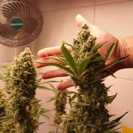 Gorilla Cookies Auto