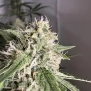 Cinderella Jack (Auto)