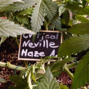 Critical Neville Haze Auto