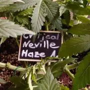 Critical Neville Haze Auto