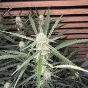 Sour Jealousy Auto