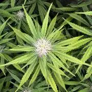 Critical Neville Haze Auto