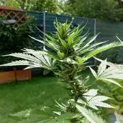 Banana Purple Auto