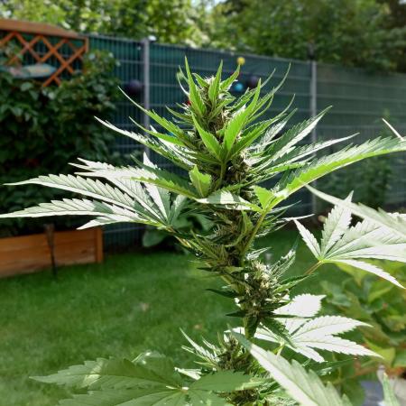 Banana Purple Auto