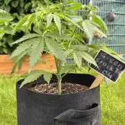 Green Crack F1 Auto