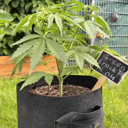Green Crack F1 Auto