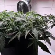 Skywalker OG Auto Indoor