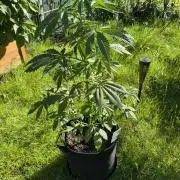 Pink Rozay Auto