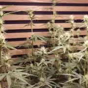 Skywalker OG Auto Indoor