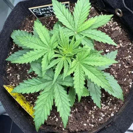 Cinderella Jack (Auto)