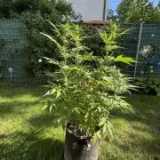 Green Crack F1 Auto