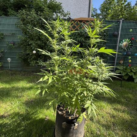 Green Crack F1 Auto