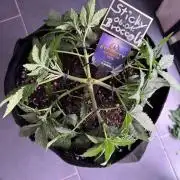 Sticky Broccoli Auto - Eternity Cup 2026