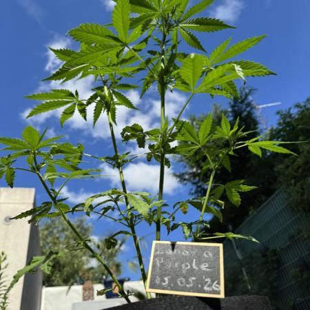 Banana Purple Auto