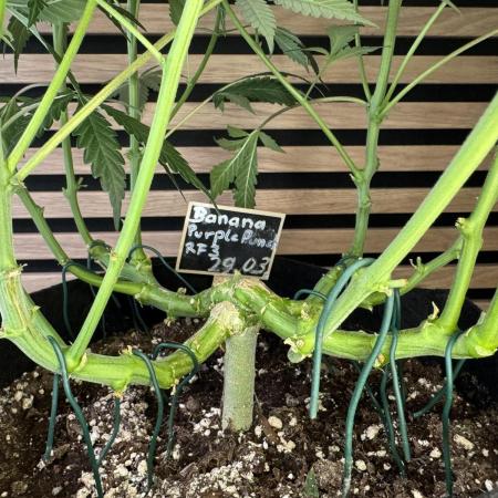 Banana Purple Punch Auto RF3