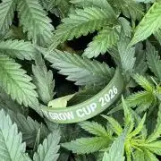 Sticky Broccoli Auto - Eternity Cup 2026