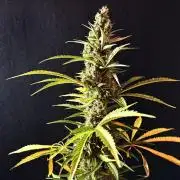 Pink Rozay Auto