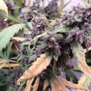 Banana Purple Punch Auto RF3