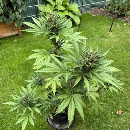 Banana Purple Auto
