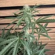 Cinderella Jack (Auto)