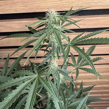 Cinderella Jack (Auto)