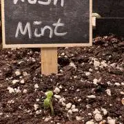 Kush Mint Auto - Super Strains