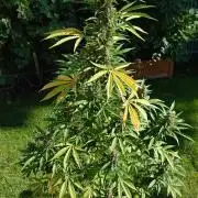 Pink Rozay Auto