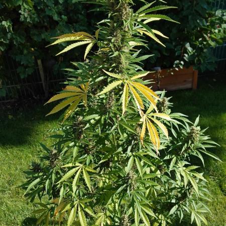 Pink Rozay Auto