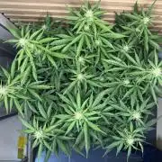 Kush Mints Auto - Super Strains