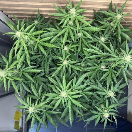 Kush Mints Auto - Super Strains