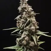 Skywalker OG Auto Indoor