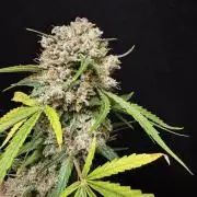 Cinderella Jack (Auto)