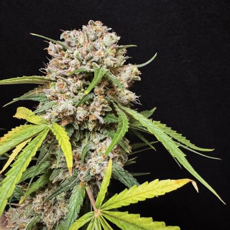 Cinderella Jack (Auto)