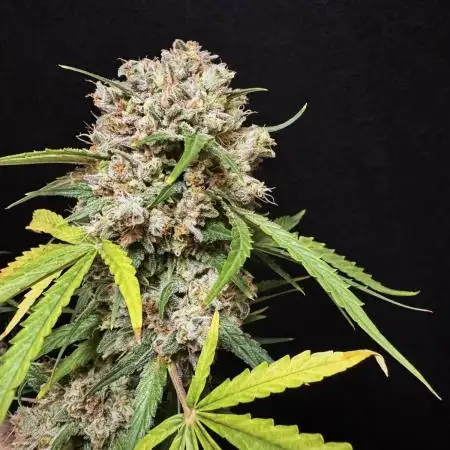 Cinderella Jack (Auto)