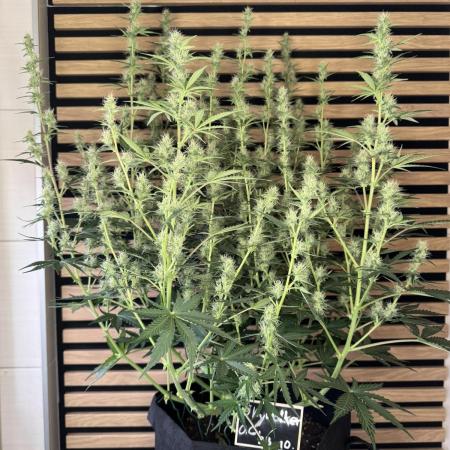 Skywalker OG Auto Indoor