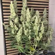 Skywalker OG Auto Indoor